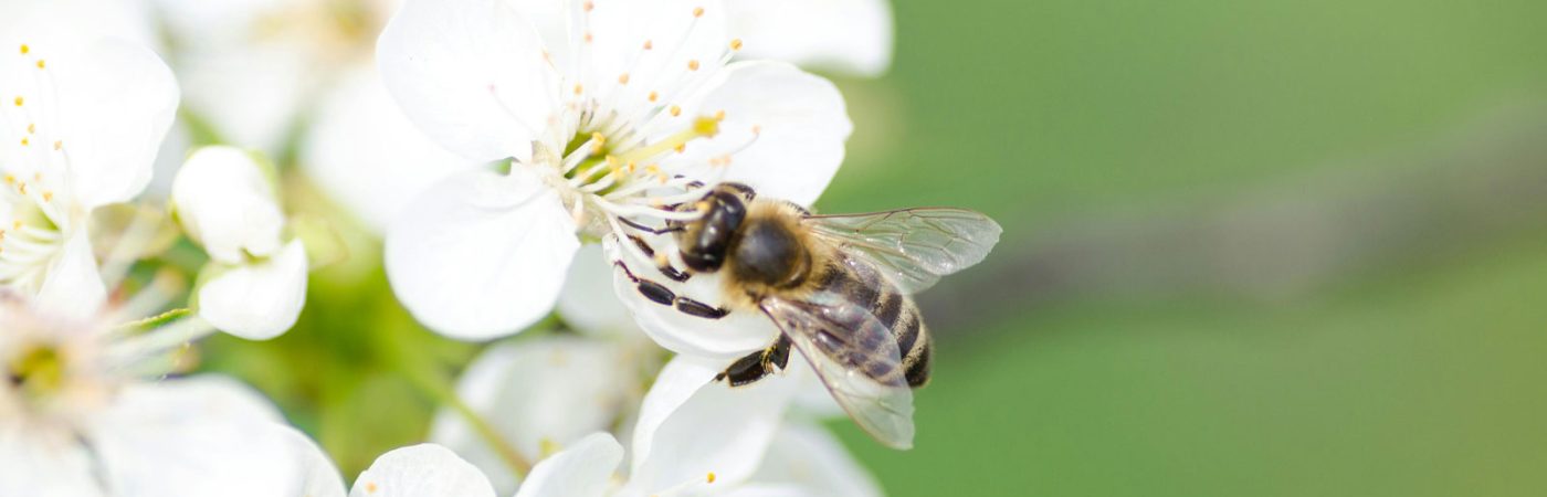 abeille